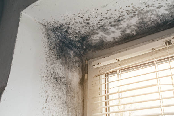 Affordable Mold Remediation solutions in Bernardsville, NJ